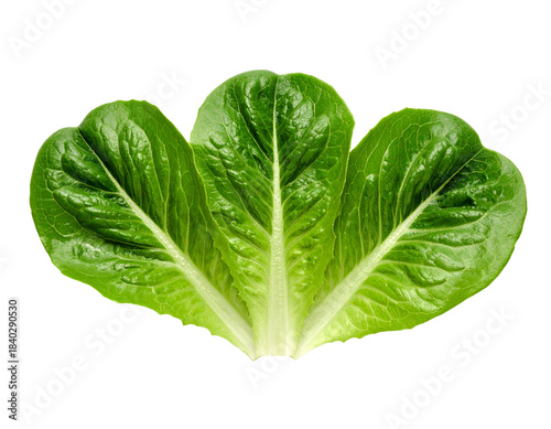 Three Large Boston Lettuce Leaves Neatly Overlapping, Clean Line Arrangement, Isolated on Transparent PNG Background