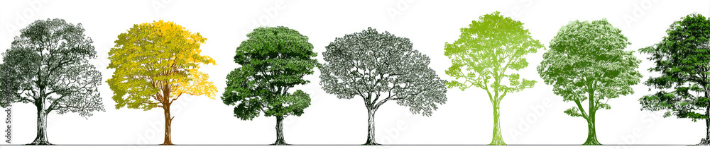 Obraz premium Series of seven trees with diverse shapes and textures, featuring various shades of green and yellow foliage, detailed branches and trunks