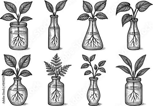 Botanical ink bottle collection: detailed vintage plant drawings