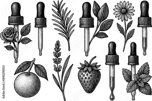 Botanical set with dropper bottles and various herbs in vintage engraved style