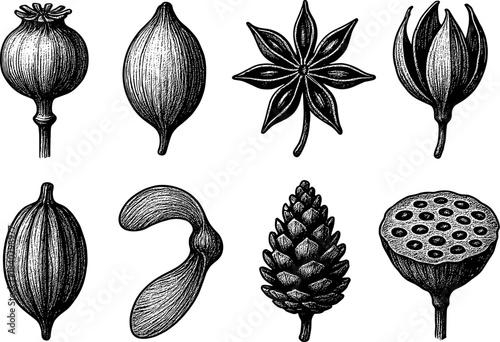 Vintage botanical seed and spice collection with detailed sketch style