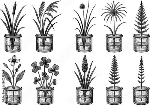 Retro botanical collection: vintage black and white potted plants in etched style
