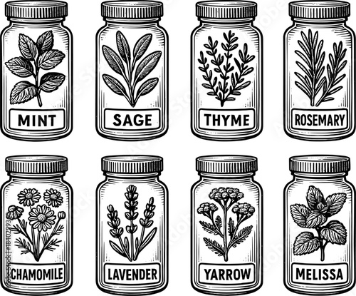 Herb jars: detailed botanical line art collection with vintage herb labels