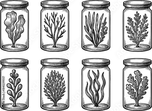 Vintage botanical collection: seaweed and algae in glass jars