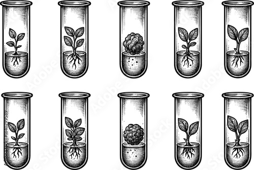 Artistic pen drawing of plants growing in laboratory test tubes with roots and soil