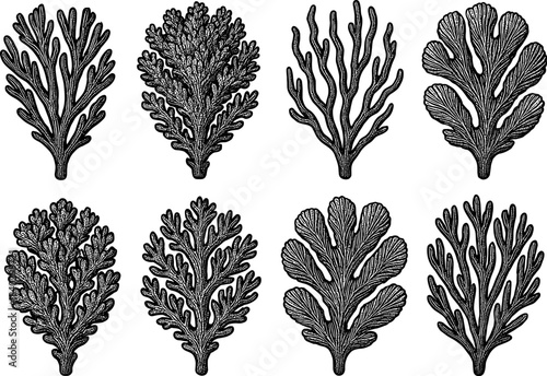 Intricate vintage seaweed collection: eight detailed black and white botanical designs