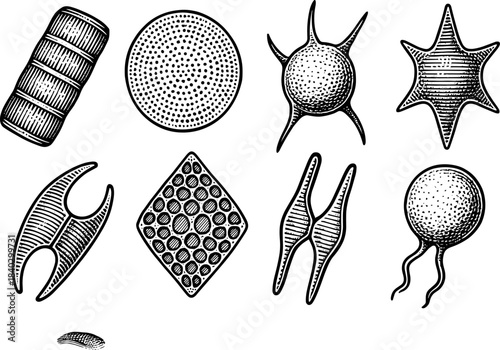 Vintage engraving style microorganisms collection for scientific projects