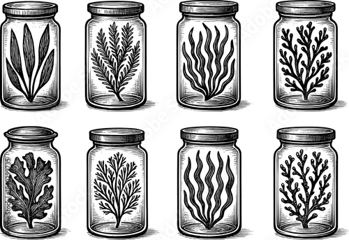 Herbs and seaweed in vintage jars with engraving style