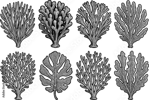 Detailed hand drawn seaweed collection in vintage style for ocean and marine design