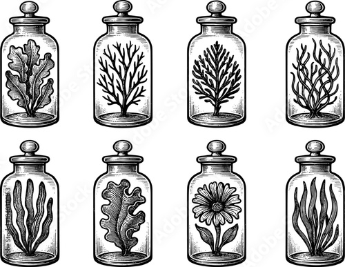 Vintage botanical herbarium jars with detailed plant illustrations
