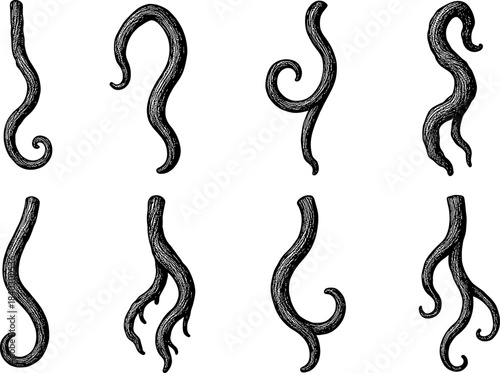 Intricate set of hand-drawn tentacles curves and swirls design