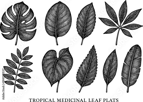 Hand drawn tropical medicinal leaves collection with detailed botanical patterns