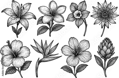 Elegant black and white botanical floral collection featuring various blooming flowers