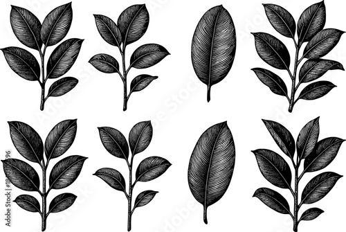 Elegant botanical leaf collection in vintage engraving style for nature-inspired designs