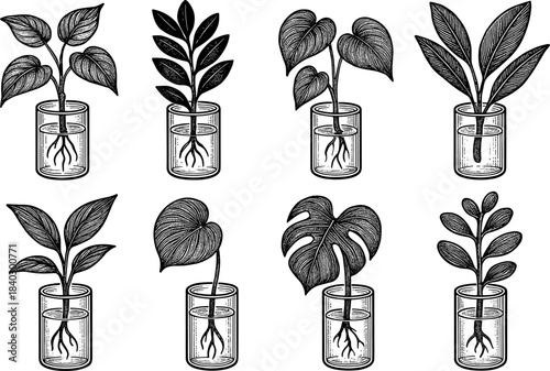Monochrome botanical sketches of plant cuttings in glass containers