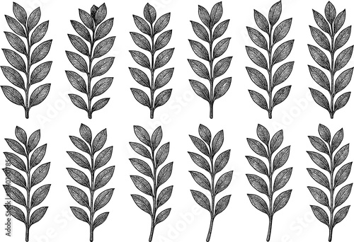 Hand drawn botanical collection of detailed leaf branches for elegant designs