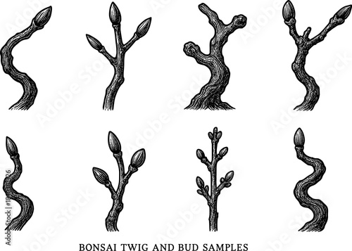 Intricate hand drawn bonsai twigs and buds in vintage style