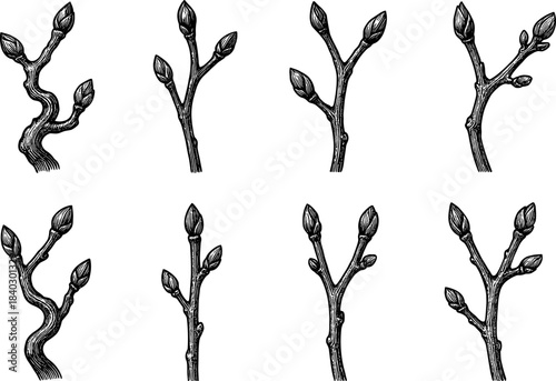 Detailed hand-drawn tree branches with buds in vintage style