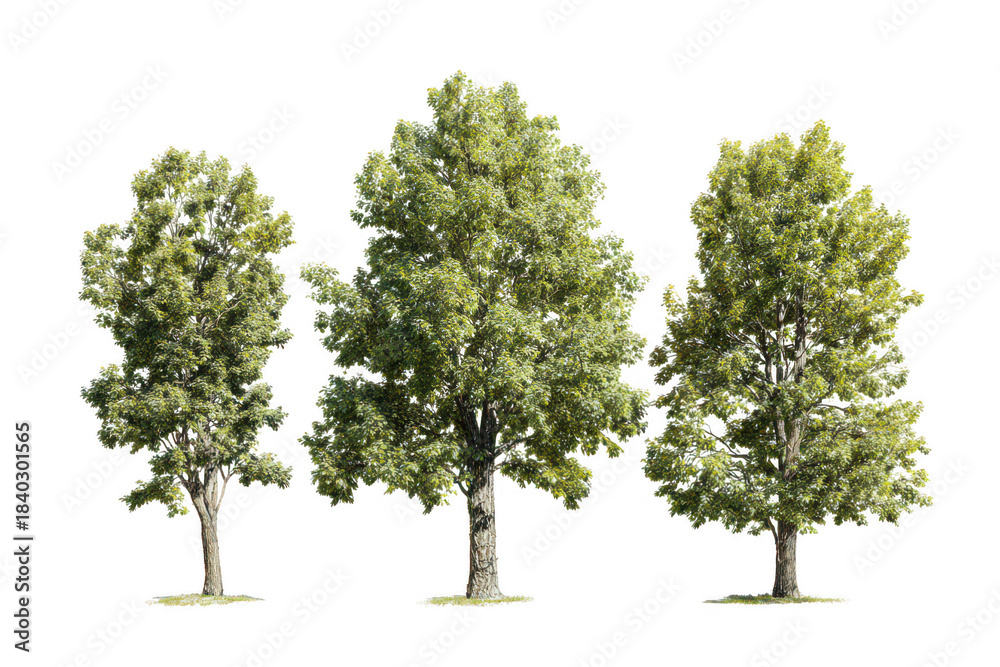 Fototapeta premium Three tall vibrant green deciduous trees with full foliage and visible trunks, isolated for design projects. isolated on transparent background