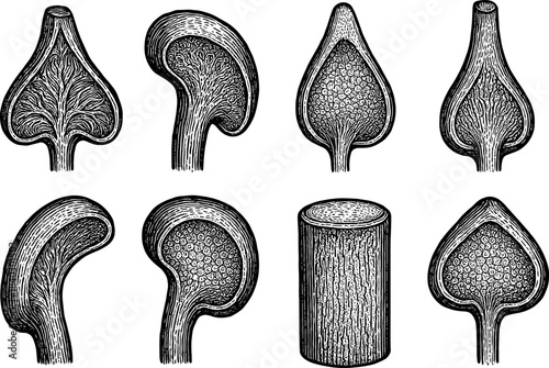 Detailed botanical cross sections in vintage etching style