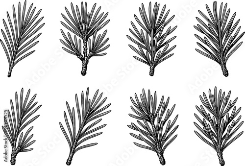 Hand drawn pine needle variations: detailed botanical set for nature art projects