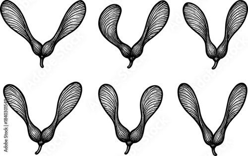 Detailed botanical drawing of maple seed pods in elegant symmetry