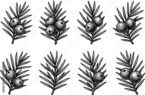 Vintage hand drawn juniper berries and leaves set with detailed botanical design for nature patterns