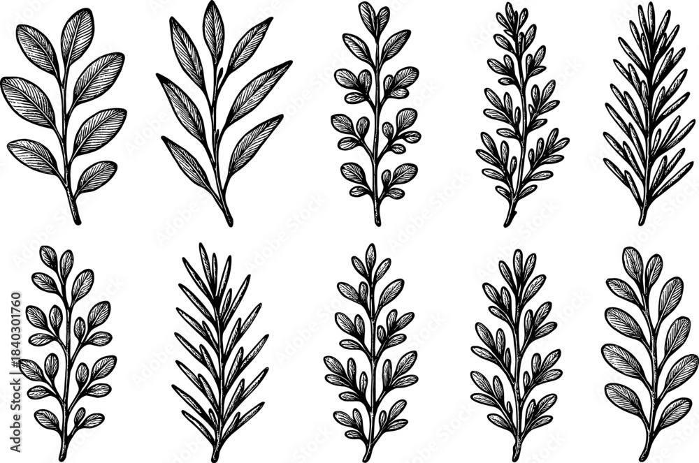 Fototapeta premium Hand drawn botanical leaf collection with intricate black and white sketches