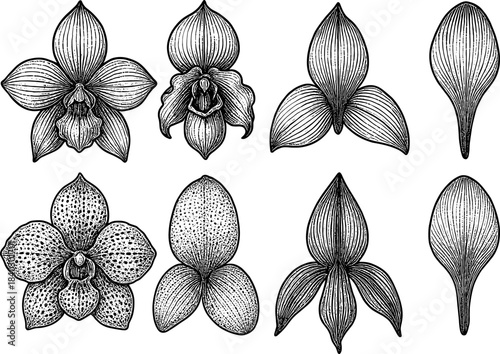 Detailed orchid flower set in vintage hand-drawn style for botanical designs