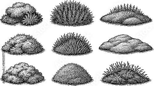 Variety of hand drawn grassy bushes and shrubs in vintage design