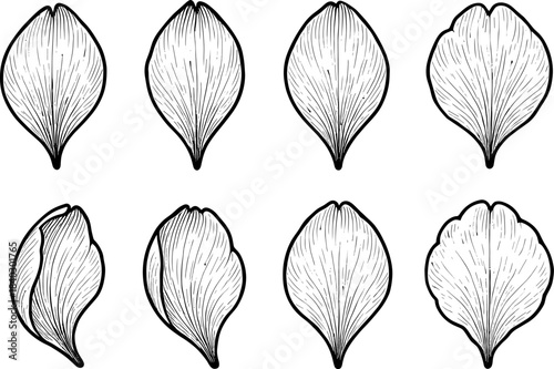 Hand drawn floral petal set with detailed outline design in black and white