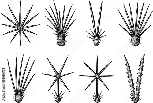Vintage cactus collection: detailed engravings of various cacti species