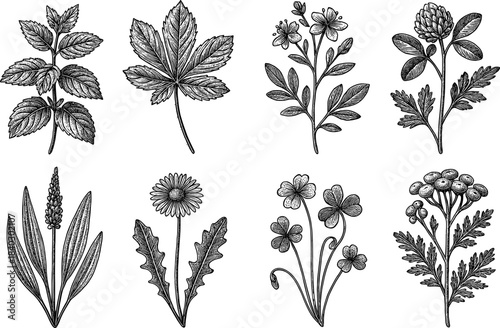 Detailed hand-drawn botanical collection featuring herbs and wildflowers