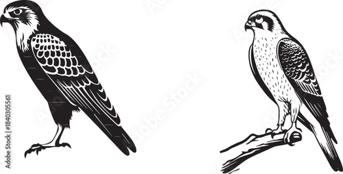 Detailed illustrations of two kestrel birds in contrasting poses and styles
