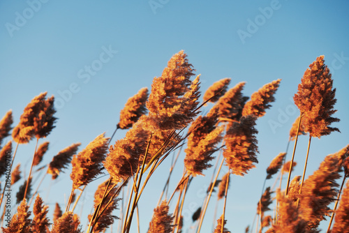 common reed, known scientifically as Phragmites australis, a tall, perennial grass often found in wetlands and ditches, Newport, Rhode Island, New England
