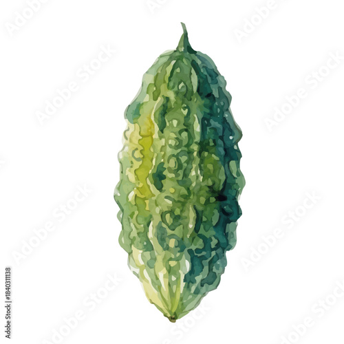 Watercolor-style bitter melon illustration／ゴーヤ