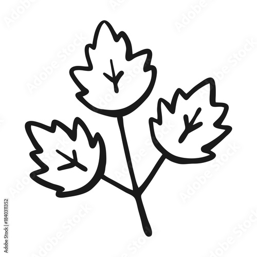 Hand Drawn Simple Herb