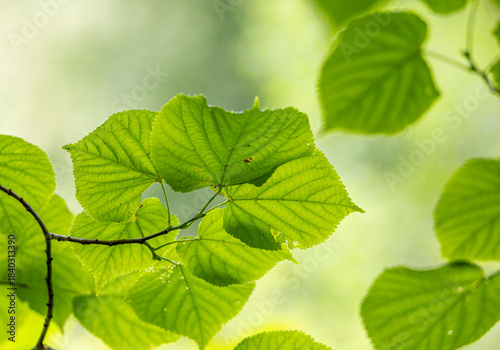 A beautiful summer scenery with fresh green leaves un tree brances in a forest. A seasonal scenery of woodlands in Latvia, Europe.
