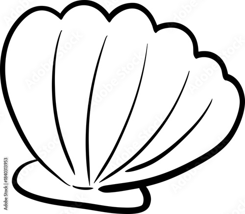 sketch Hand Drawn Seashells