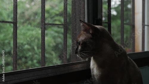 Cat Looking Through Window Screen Waiting and Watching Outside
