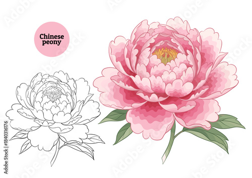 Beautiful Chinese peony flower in pink shades, with green leaves, detailed botanical illustration in vector and outline. Realistic drawing for wedding decor, garden design, Asian motifs