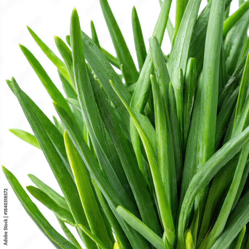 Obraz premium Fresh Green Chives