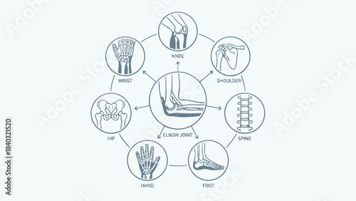 Human Joint Anatomy Chart – Circular Medical Illustration Featuring Elbow, Wrist, Knee, Spine, Shoulder, Hip, Hand, and Foot Skeletal Structures for Educational Use