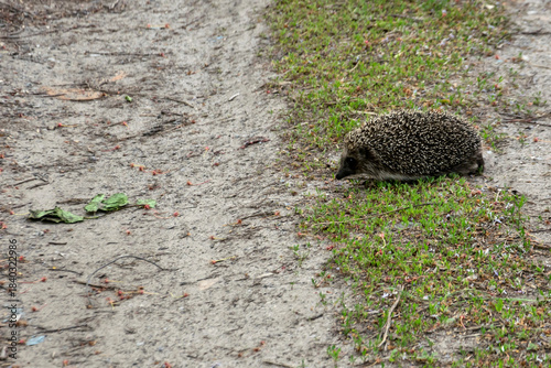Hedgehog on a country road