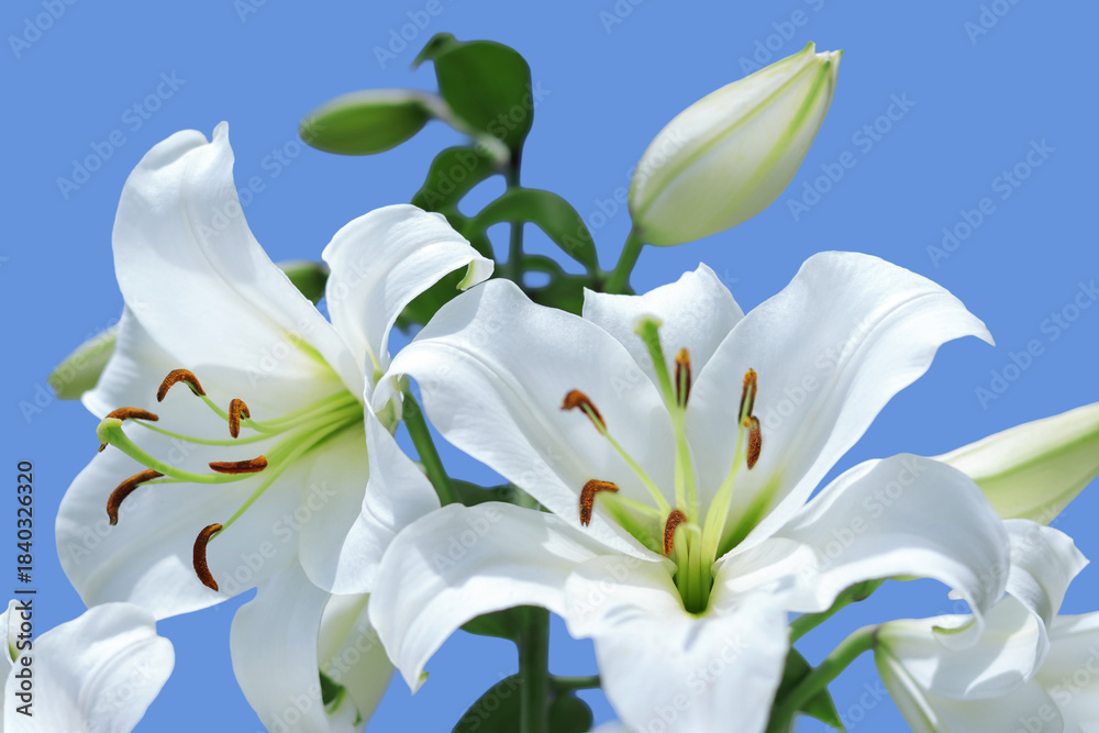 Obraz premium White Madonna lilies (Lilium candidum) blooming against a bright blue background, clean floral close-up ideal for wedding invitations, luxury branding, spa visuals, product packaging and modern design