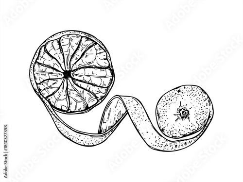 Tangerine fruit with unwrapped spiral peel vector illustration. Mandarin orange pulp and skin in twist shape line art painted by black inks. Top view Monochrome citrus etch for juice packaging