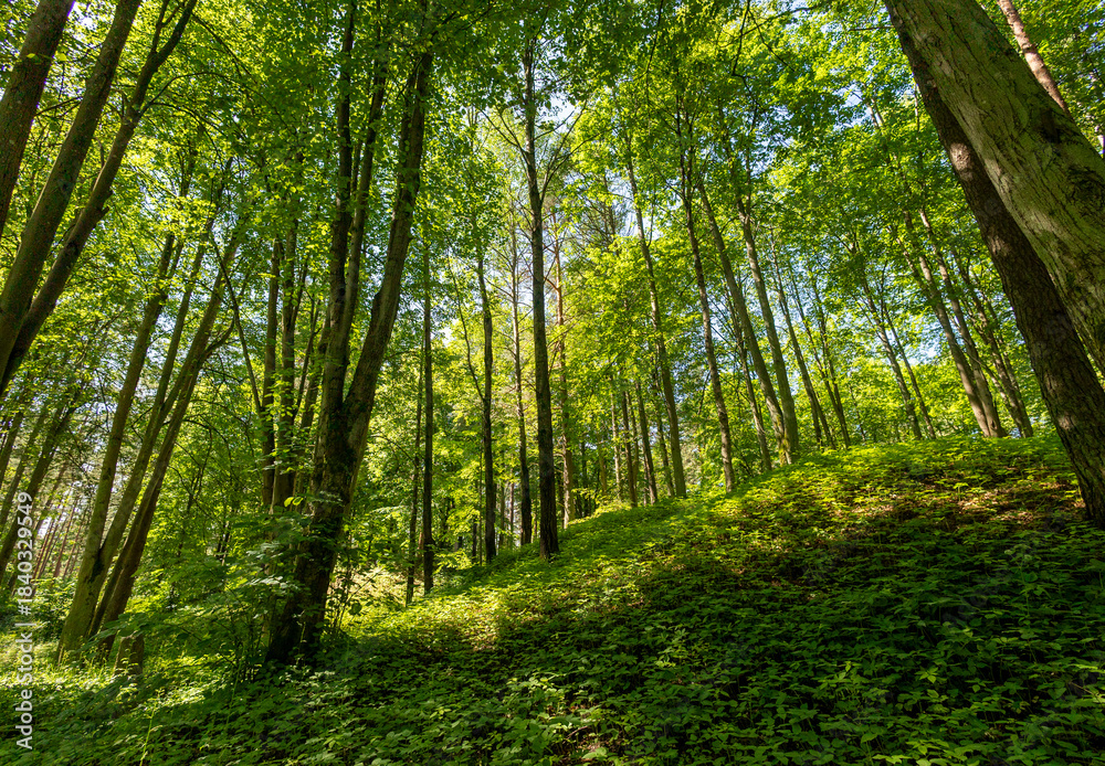 Obraz premium A beautiful sunny forest landscape in a summer day. A seasonal scenery of woodlands ir Latvia, Europe.