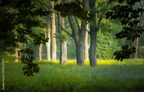 A beautiful sunny forest landscape in a summer day. A seasonal scenery of woodlands ir Latvia, Europe.