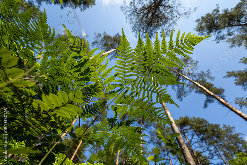 A beautiful summer scenery in forest with fresh green leaves, looking up. A seasonal woodlands in Latvia, Europe.
