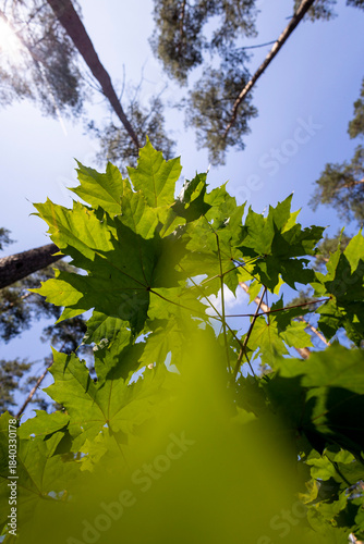 A beautiful summer scenery in forest with fresh green leaves, looking up. A seasonal woodlands in Latvia, Europe.